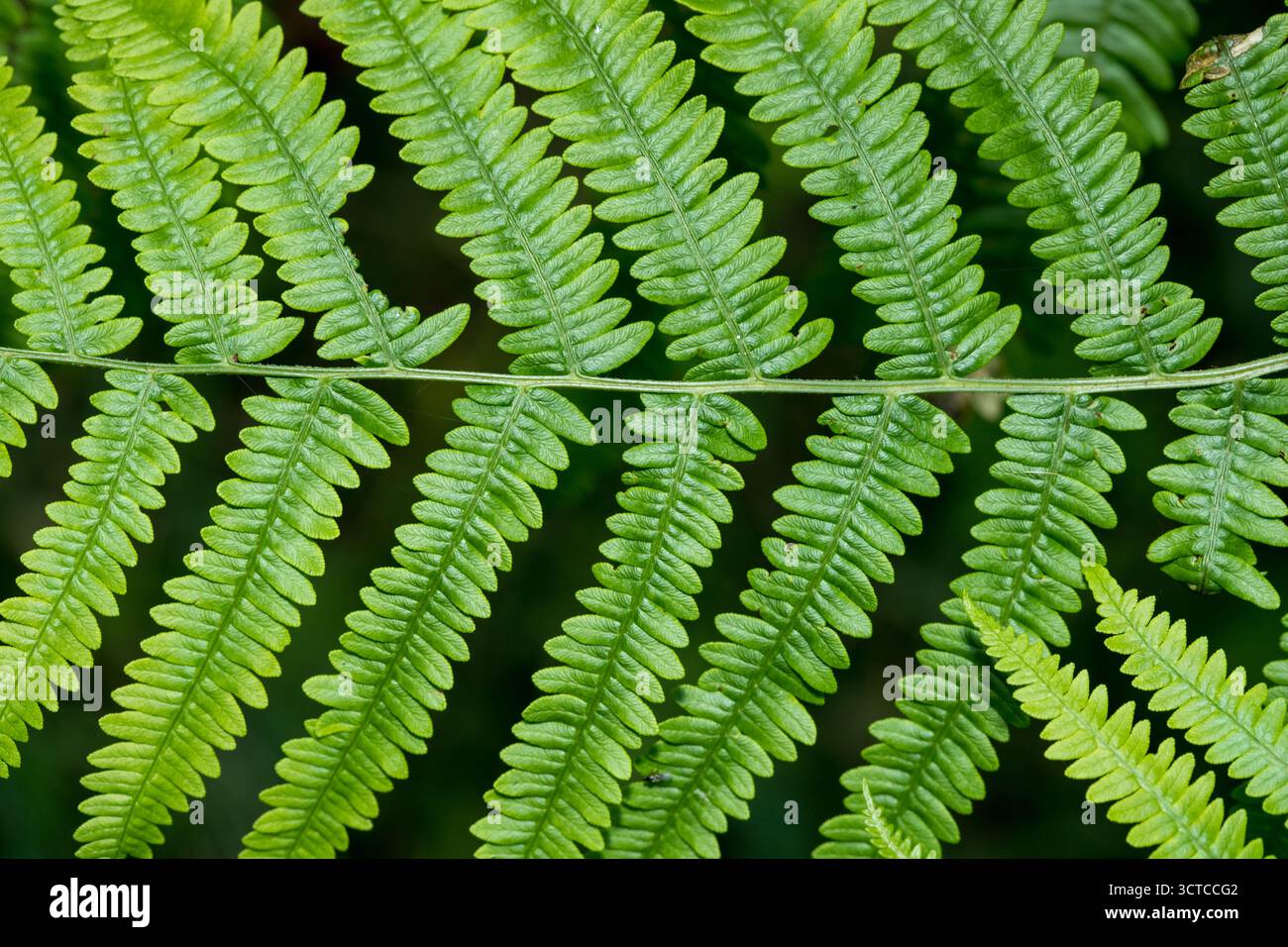 Detaillierte Nahaufnahme des Pflanzenmusterhintergrunds, Farnblätter Nahaufnahme, Farnmuster Blätter in der Natur, grüner Natur Hintergrund im Wald Stockfoto