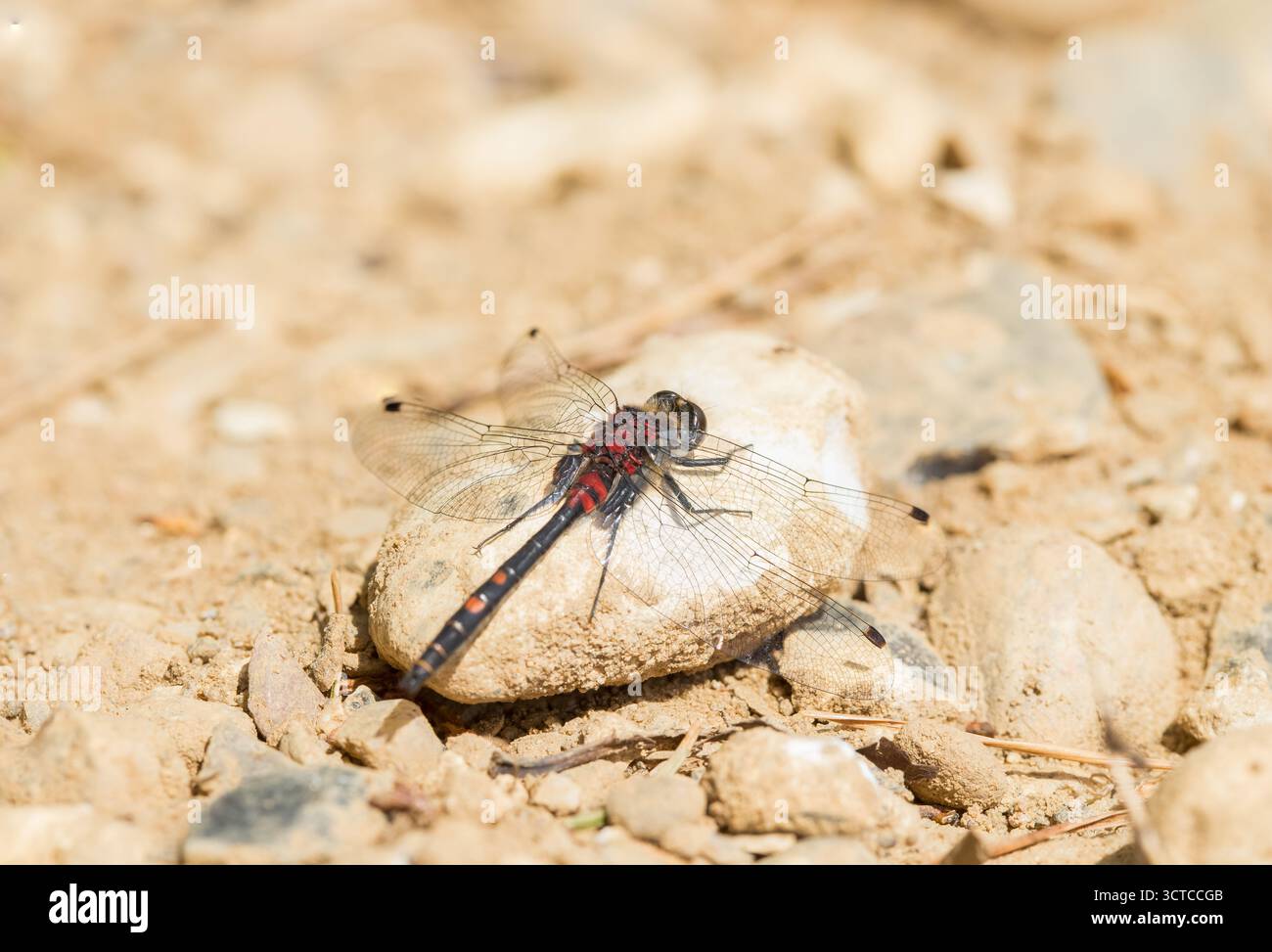 Libelle (Leucorrhinia pectoralis), die an einem Sommertag auf warmem Stein ruht, Biodiversitätsinsekten, zarte Naturwesen, Libelle aus nächster Nähe Stockfoto