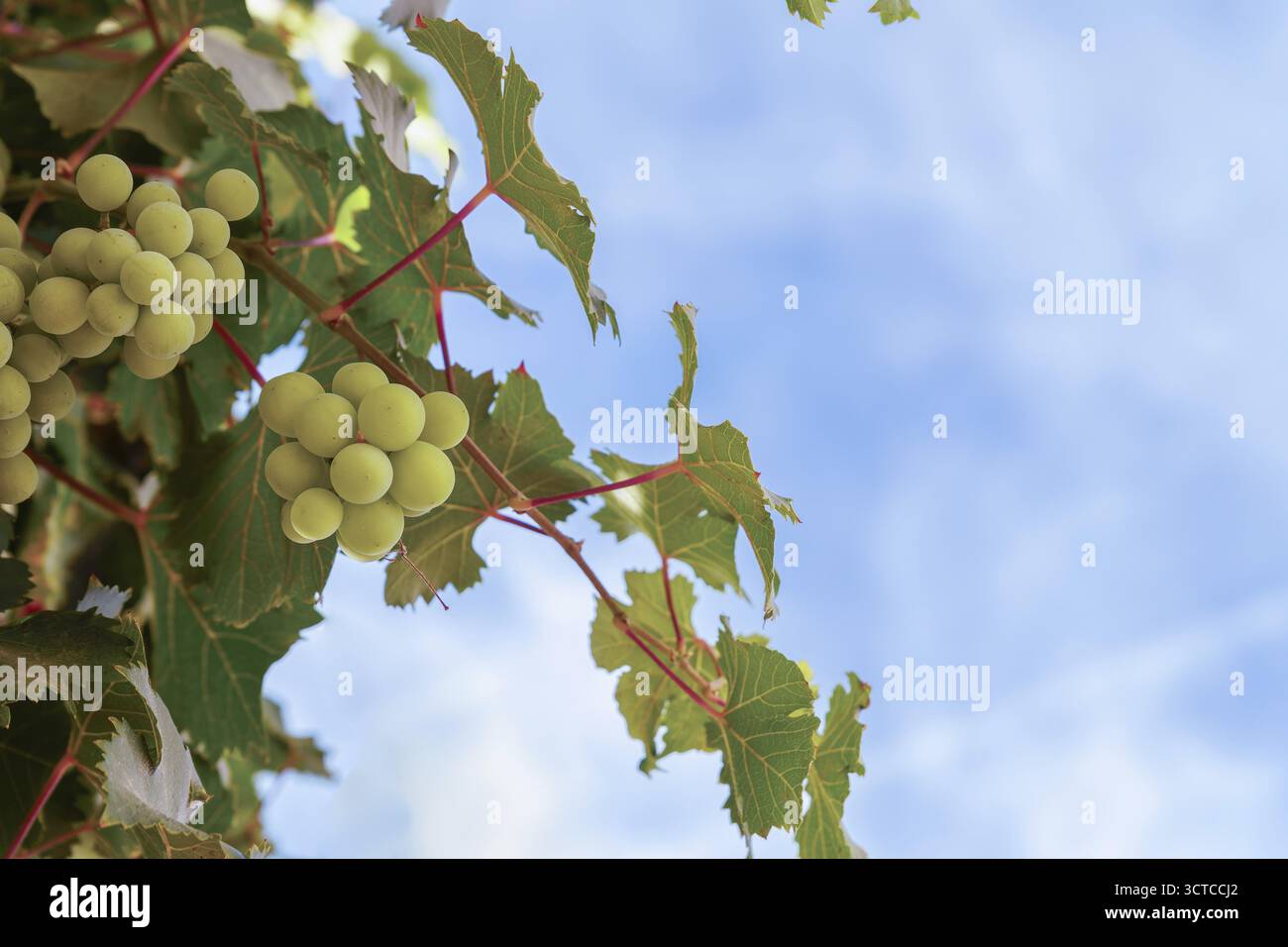 Grüne Trauben und Weinblätter vor einem klaren blauen Sommerhimmel Stockfoto