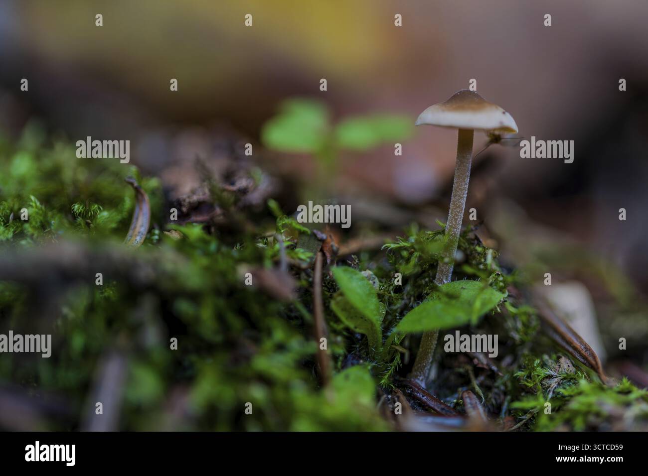 Im Wald ist ein kleiner Pilz zu sehen, der aus moosbedecktem Boden wächst. Die Umgebung ist von grünen Pflanzen umgeben, die die feuchte Umgebung ergänzen. Stockfoto