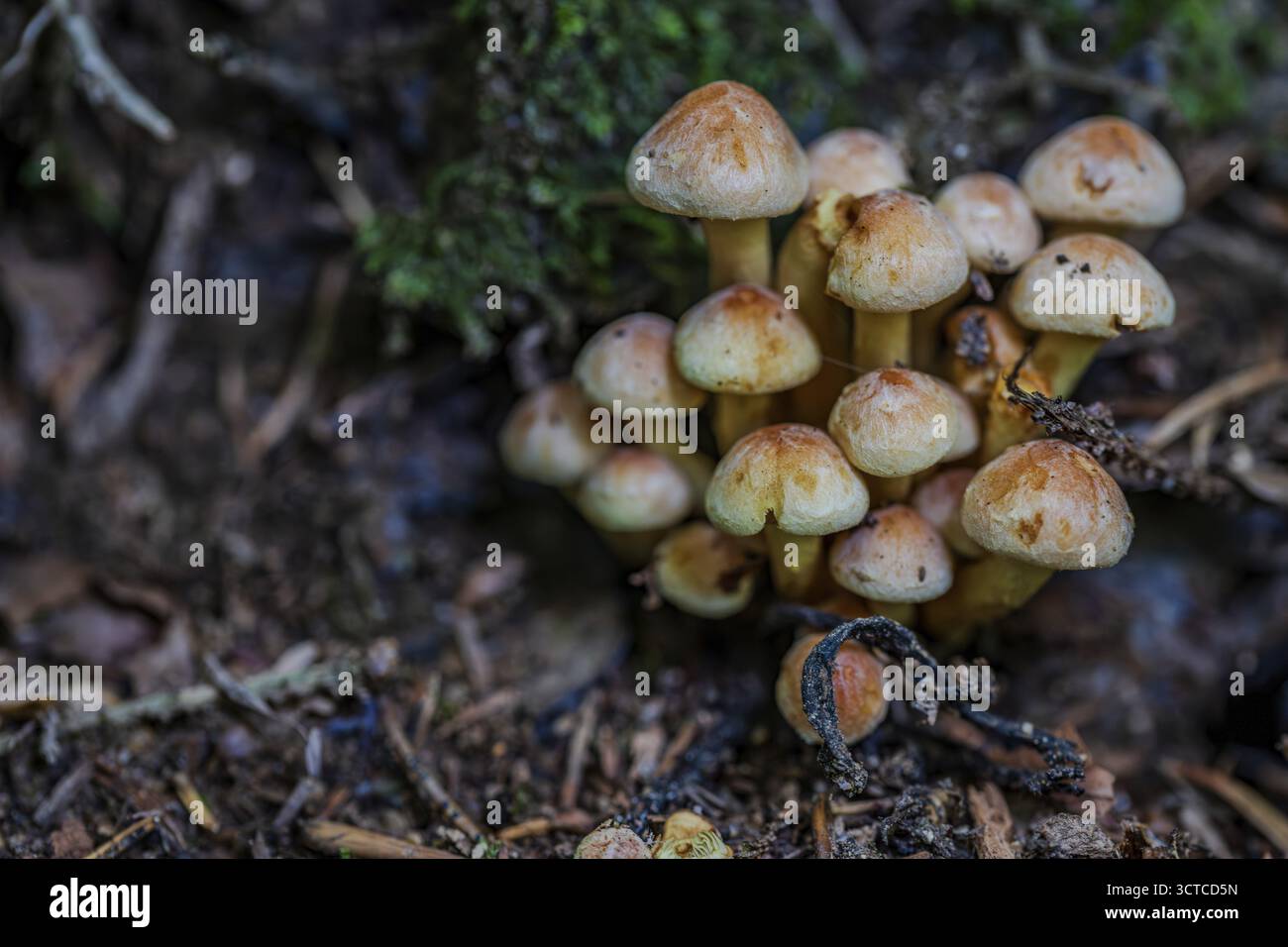 Viele kleine Pilze sprießen aus dem Boden in einem dichten Wald. Die Blätter sind verstreut und das Moos verleiht der Szene eine natürliche Atmosphäre. ich Stockfoto