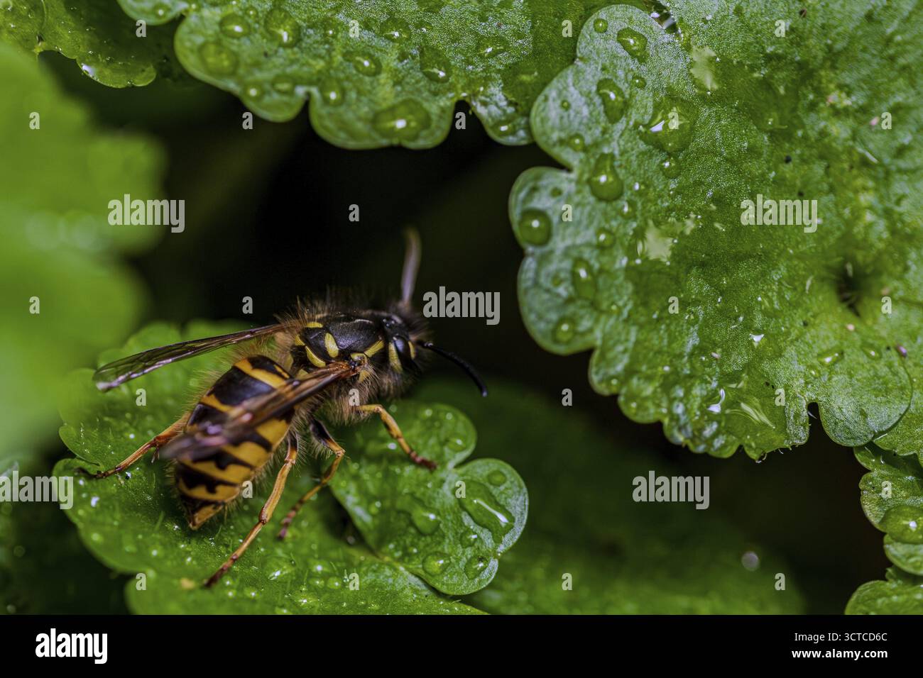 Eine Wespe liegt auf einem grünen Blatt, das mit Süßwassertröpfchen bedeckt ist. Das Bild zeigt die natürliche Schönheit der Natur in voller Blüte. Perlbachtal, Steinburg, Lo Stockfoto