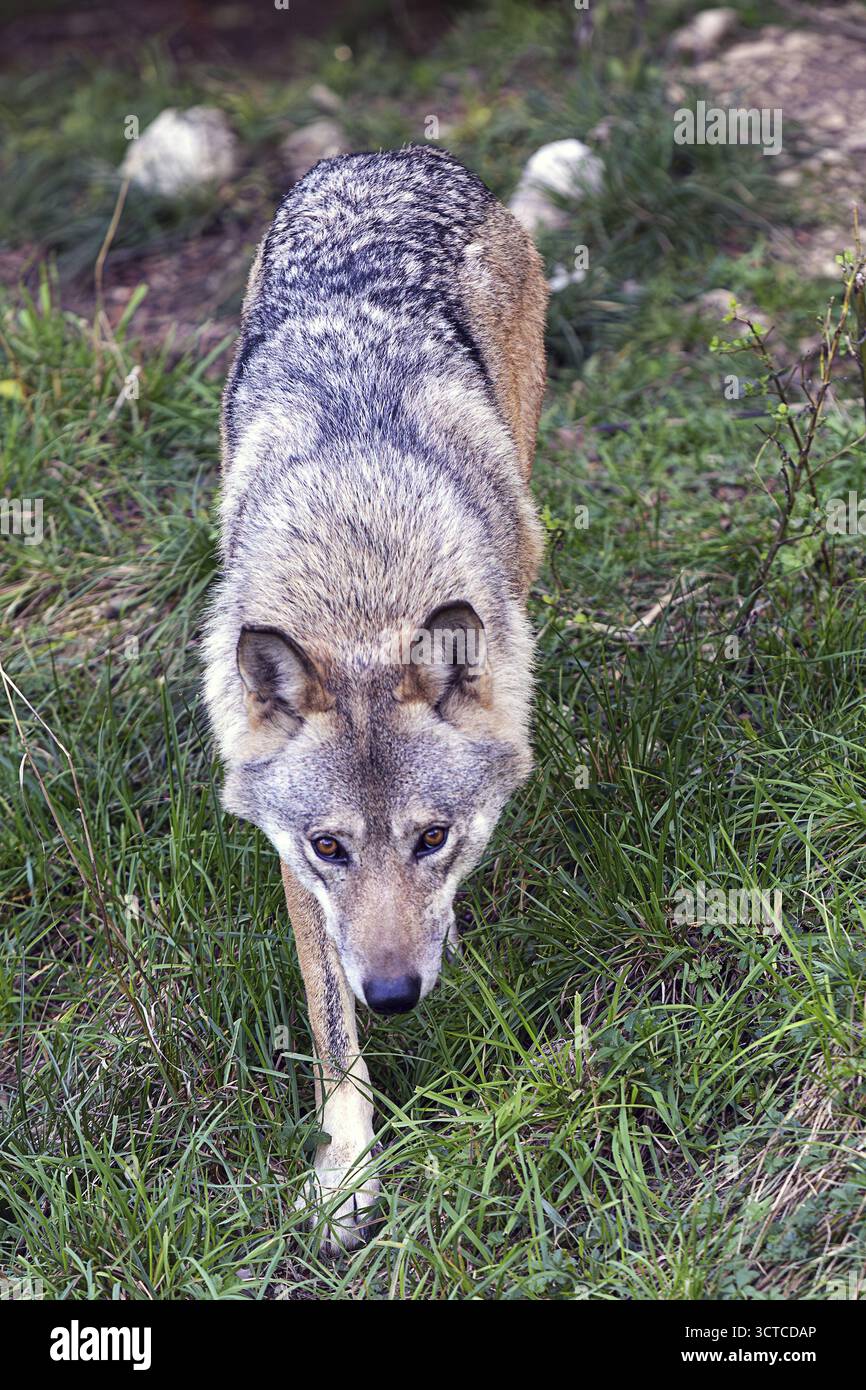 Ein Wolf schleicht sich durch das hohe Gras und blickt gespannt nach vorne, Ernstbrunn Weinviertel Niederösterreich Stockfoto