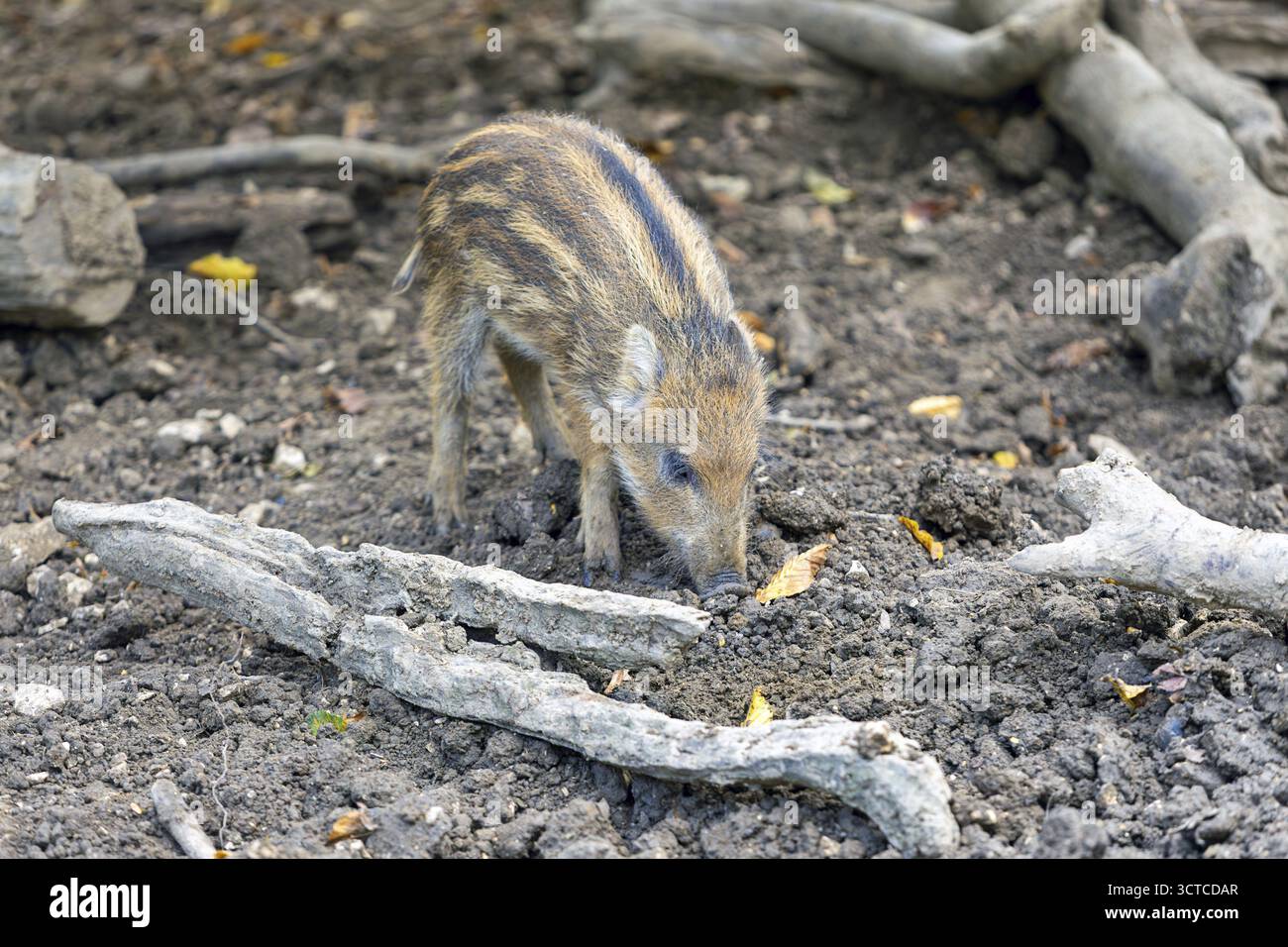 Jungschwein kratzt im waldbedeckten Boden Ernstbrunn Weinviertel Niederösterreich Stockfoto