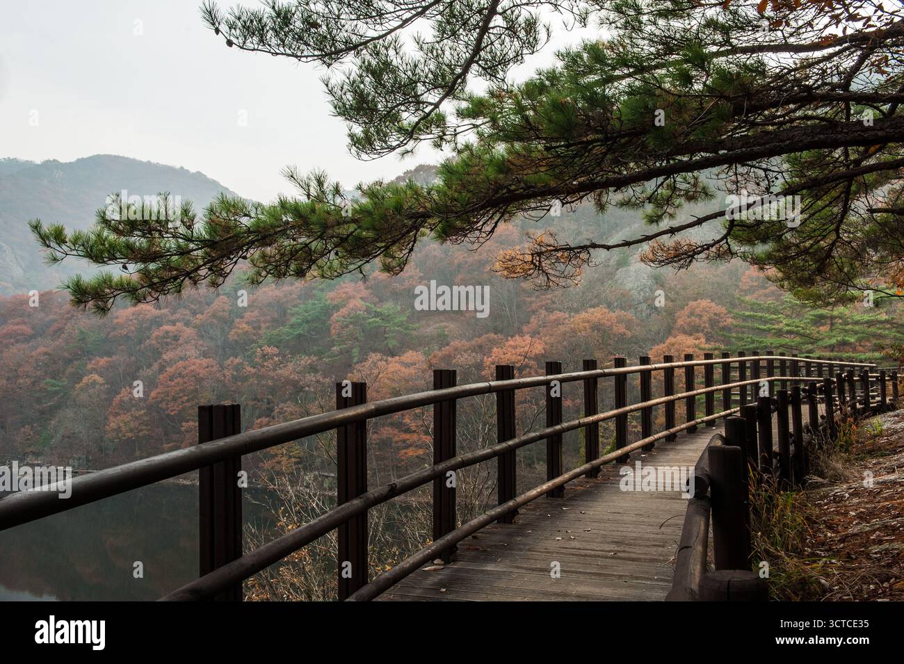 Ein Weg durch die Wälder im Herbst Stockfoto