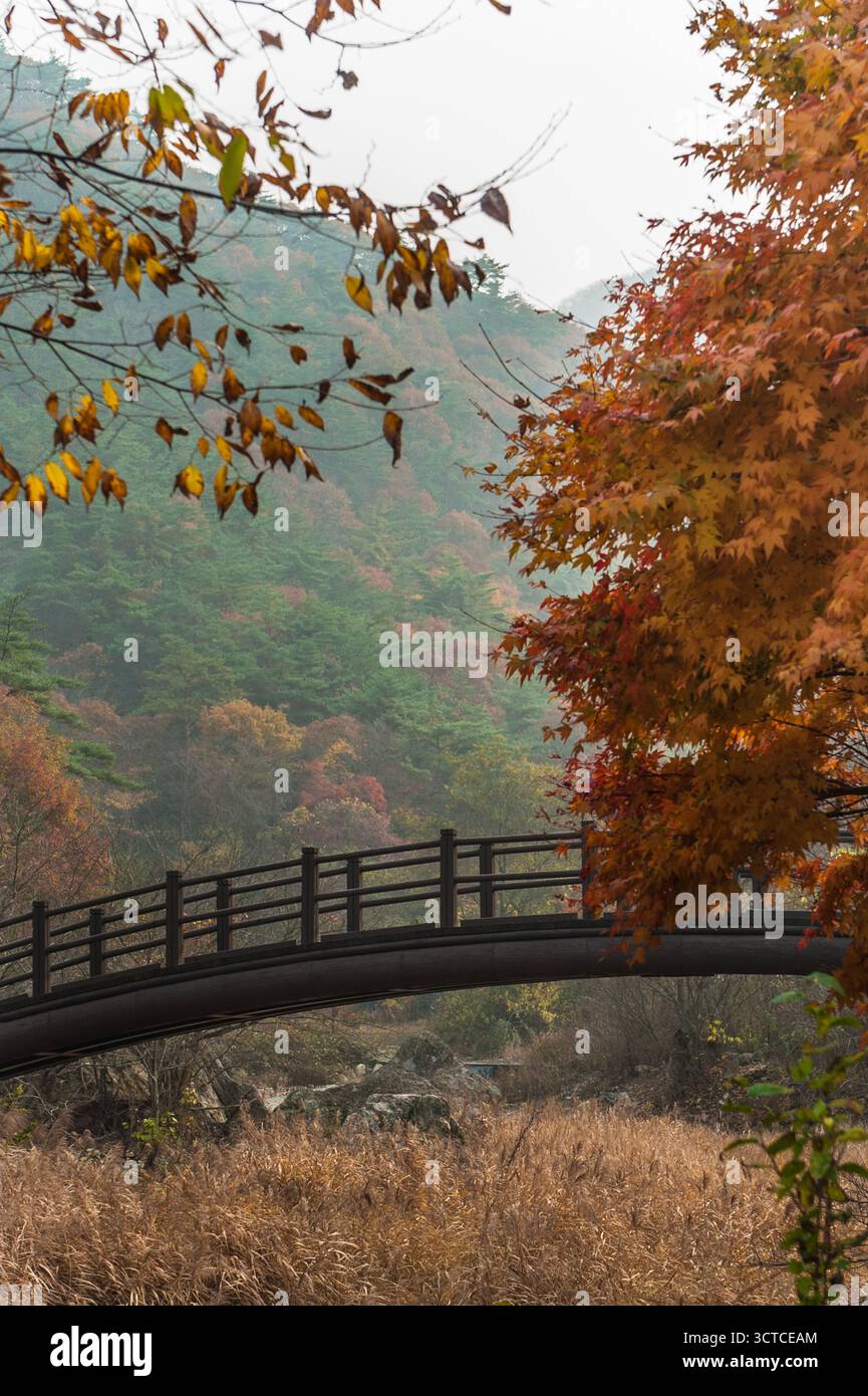 Ein Herbstspaziergang in den Wäldern Südkoreas Stockfoto