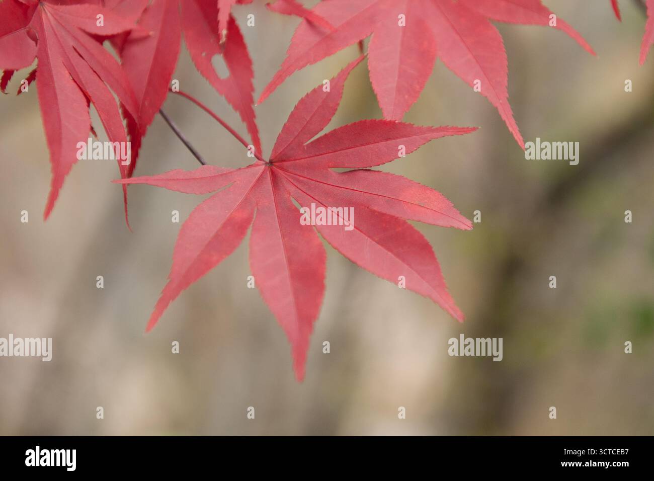 Ein japanisches Ahornblatt Stockfoto