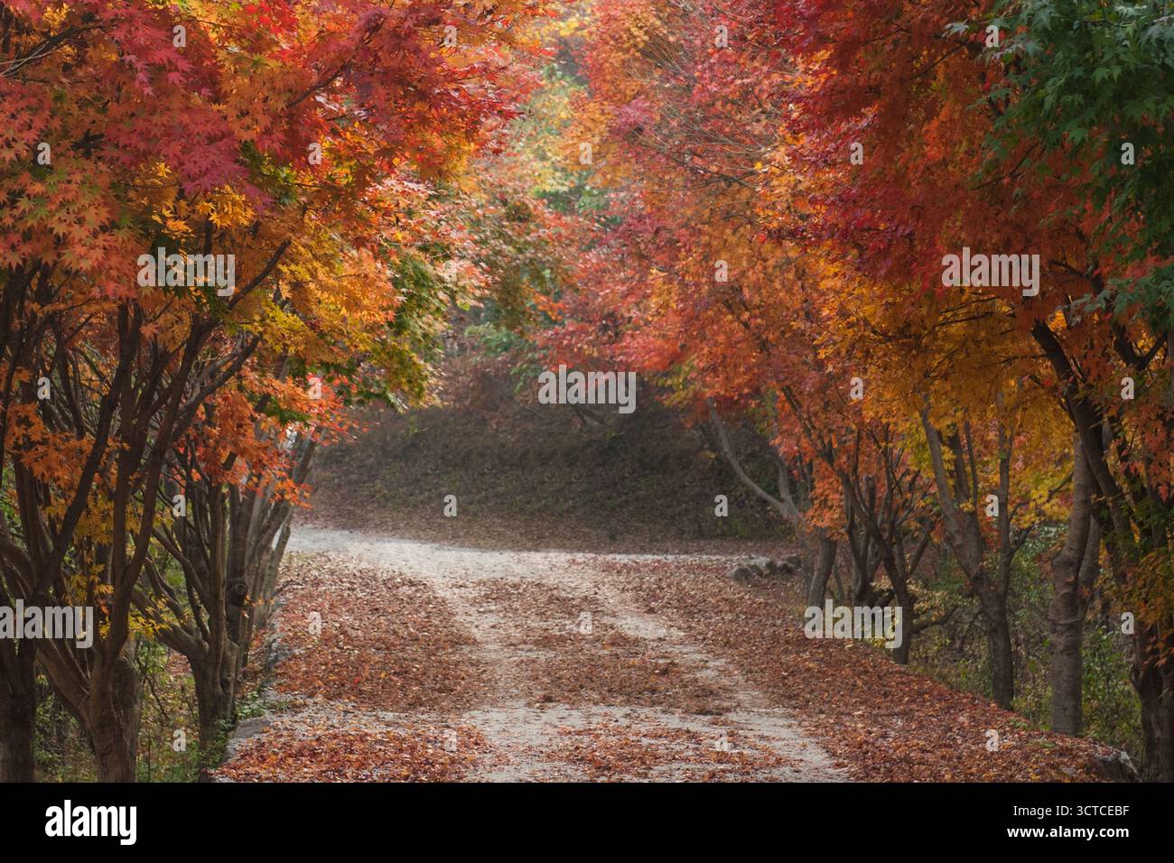Ein Weg im Wald im Herbst Stockfoto