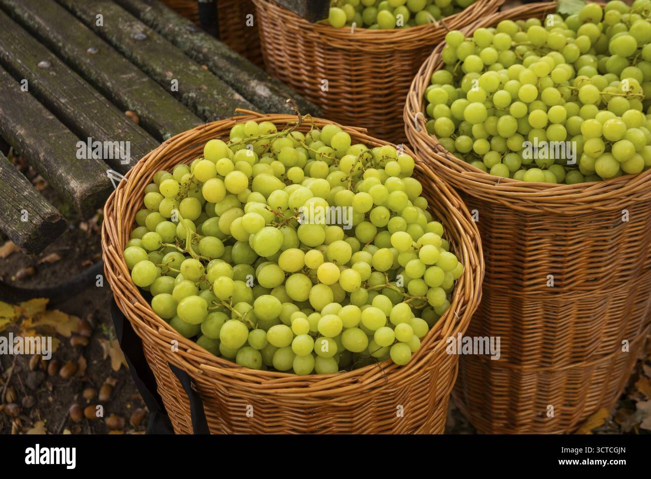 Die Prozession wird von ehemaligen sächsischen Weinsouveränen geleitet, die den Reichtum unserer Weinkulturlandschaft mit ihrer Pracht und ihrem Charme verkörpern. Das sind sie Stockfoto