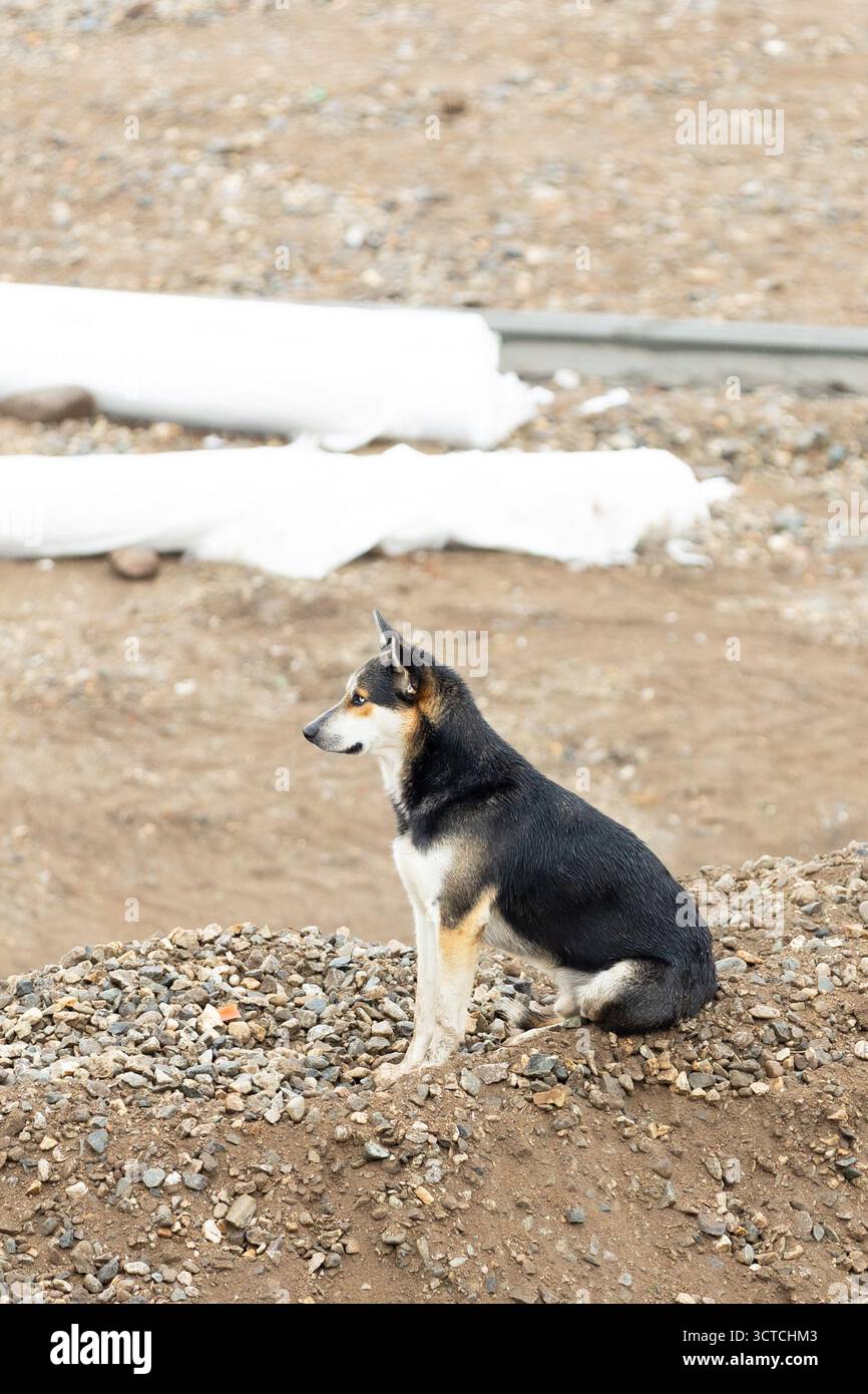 Husky wie Mixed-Rassehund, der draußen auf einem Steinhaufen sitzt Stockfoto