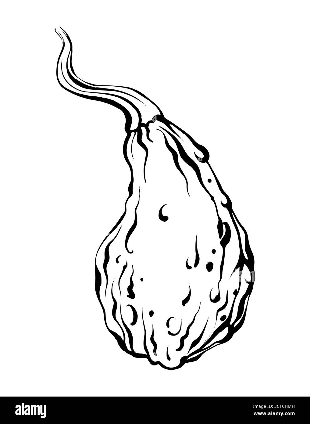 Illustration Der Umrisslinie Des Kürbis-Vektors Stock Vektor