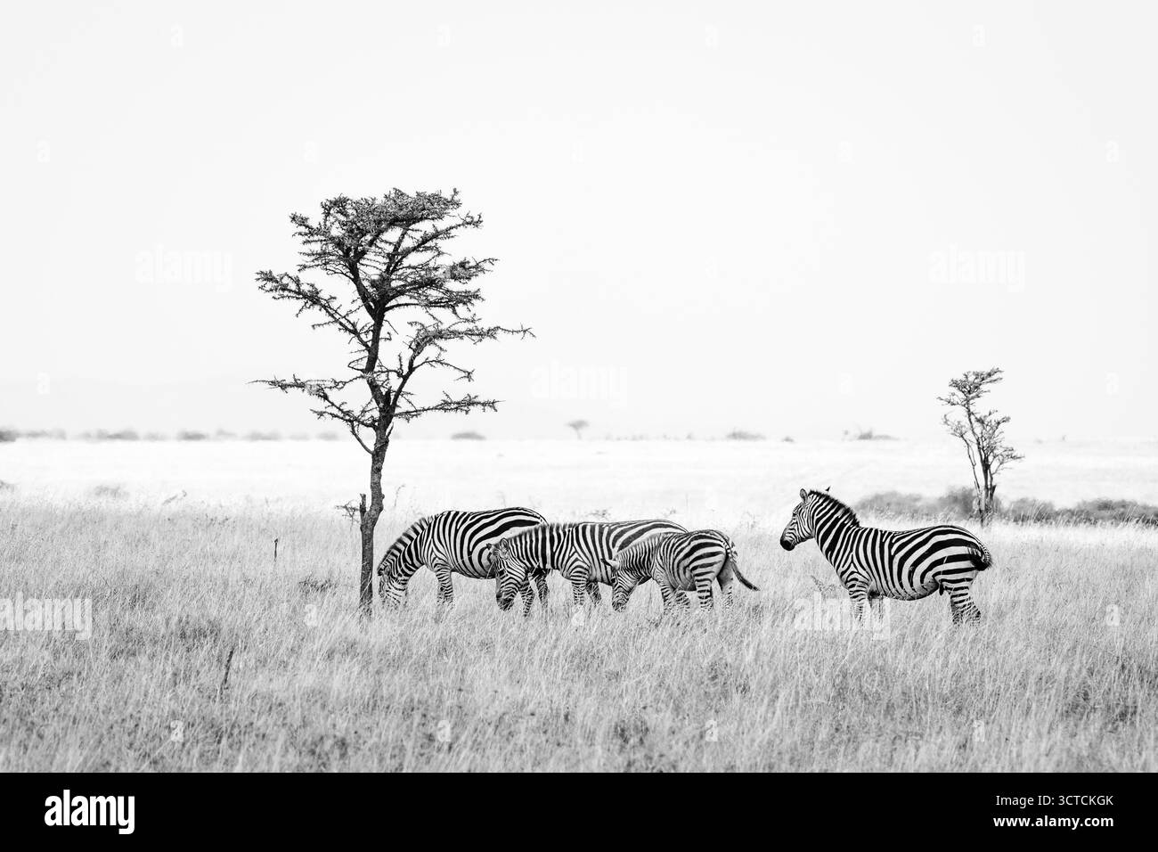 Schwarz-weiß-Blick auf eine Herde von Zebras, in den weiten Ebenen des Serengeti-Nationalparks, Tansania, Afrika Stockfoto