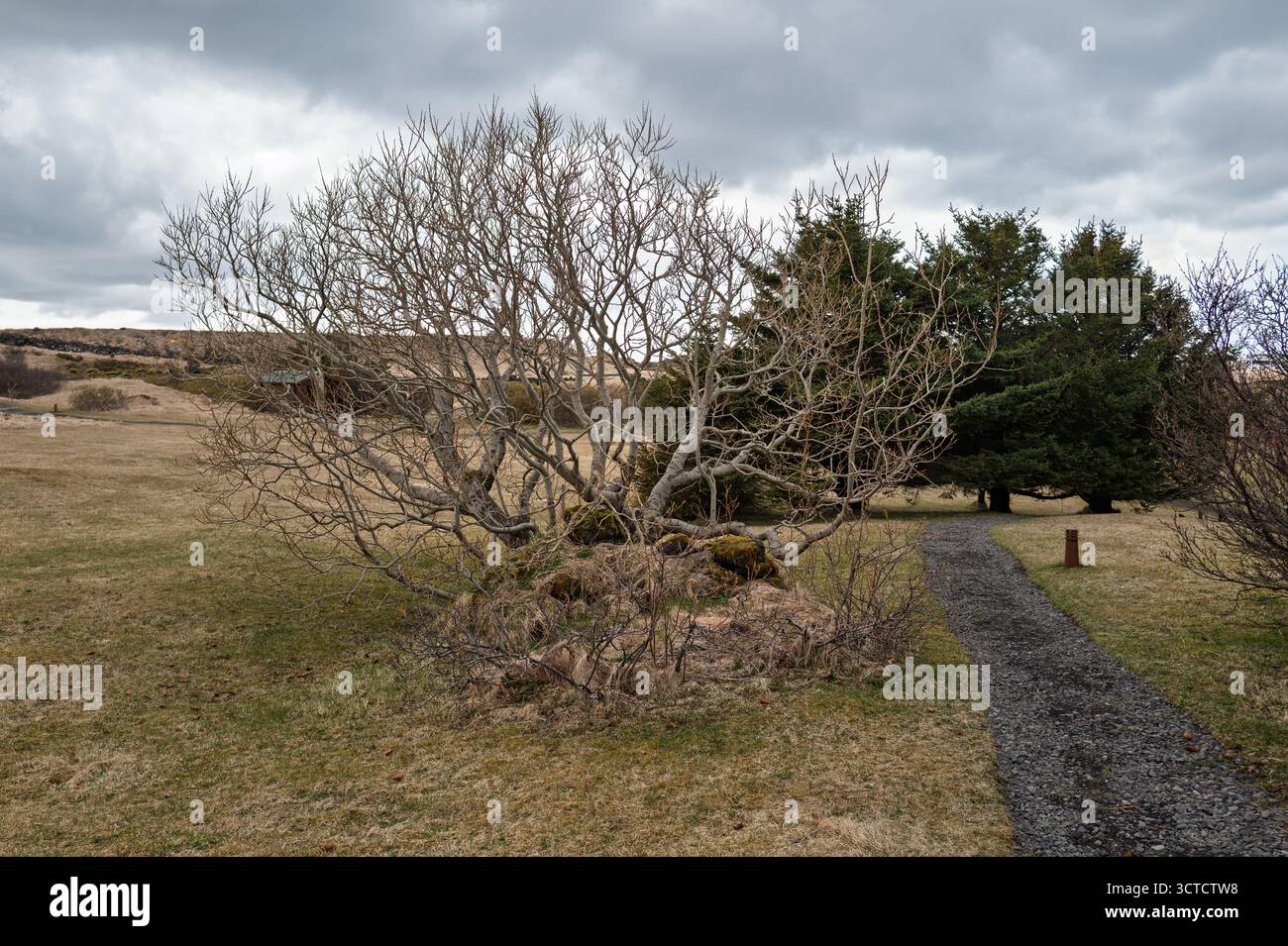 Frühlingsknospen platzen („brunknappar“) bei Snæfellsnes – braune Baumknospen schwellen vor dem Ausblättern an, ein ruhiges Zeichen für den jahreszeitlichen Wandel in Westisland Stockfoto