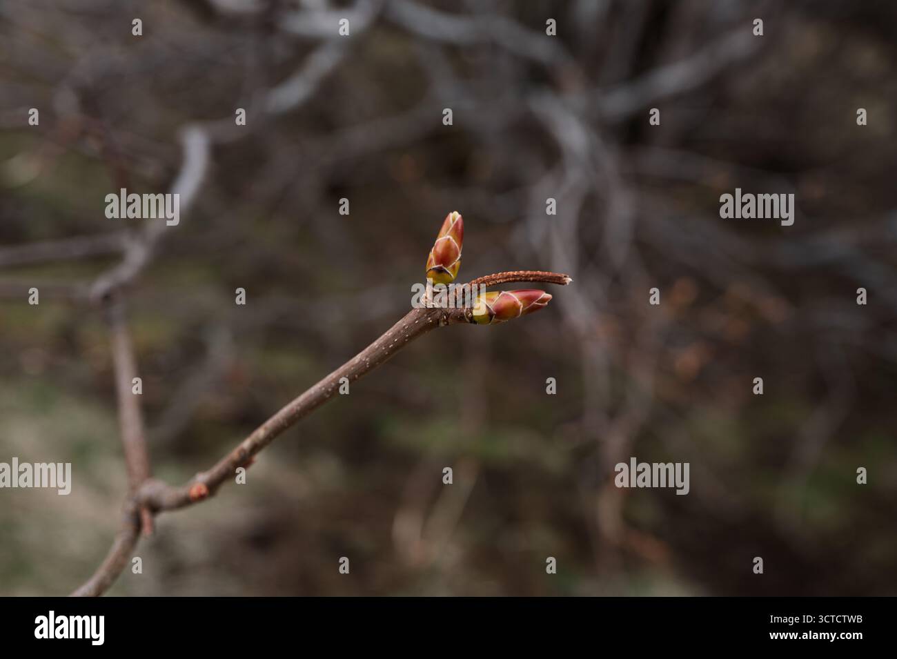 Frühlingsknospen platzen („brunknappar“) bei Snæfellsnes – braune Baumknospen schwellen vor dem Ausblättern an, ein ruhiges Zeichen für den jahreszeitlichen Wandel in Westisland Stockfoto