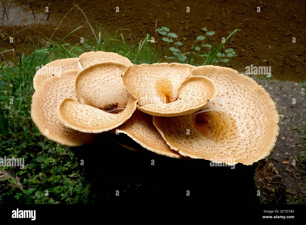 Dryads Sattelpilze auf Baumstumpf in England, Großbritannien, Großbritannien 2025 Stockfoto