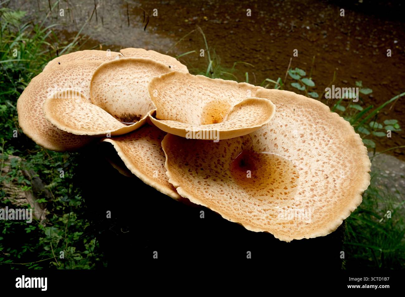 Dryads Sattelpilze auf Baumstumpf in England, Großbritannien, Großbritannien 2025 Stockfoto