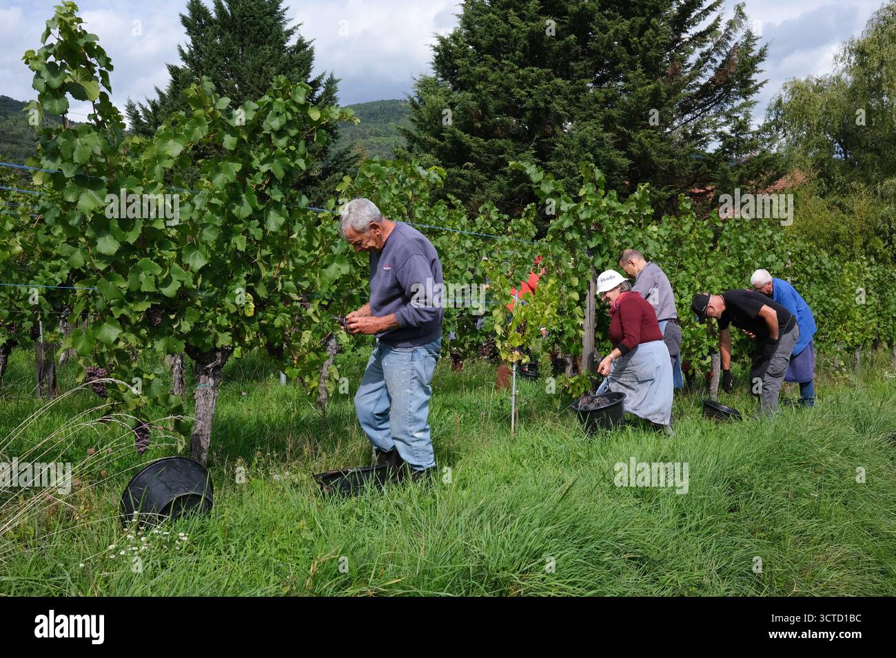 Traubenpflücker, die Trauben für die Weinbereitung in der Nähe von Riquewihr im Elsass in Frankreich ernten. Stockfoto Traubenpflücker, die Trauben für die Weinbereitung in der Nähe von Riquewihr im Elsass in Frankreich ernten. Stockfoto
