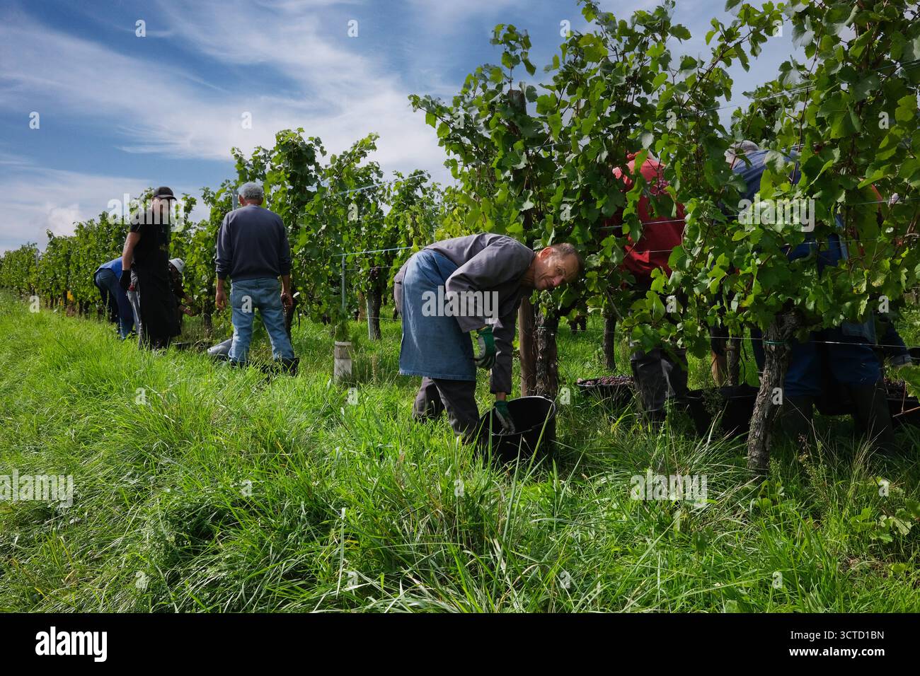 Traubenpflücker, die Trauben für die Weinbereitung in der Nähe von Riquewihr im Elsass in Frankreich ernten. Stockfoto Traubenpflücker, die Trauben für die Weinbereitung in der Nähe von Riquewihr im Elsass in Frankreich ernten. Stockfoto