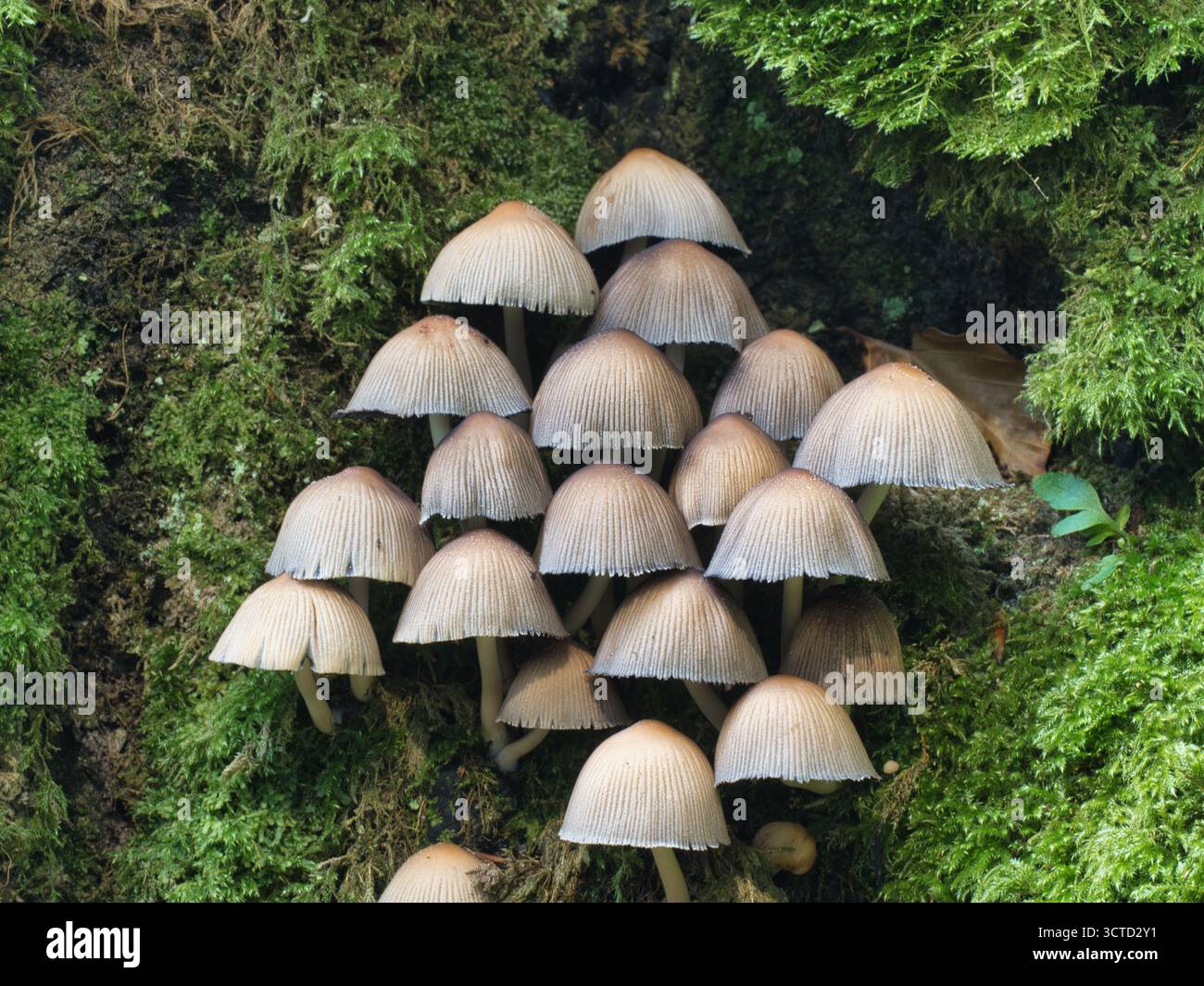 Gruppe von zarten Faltenpilzen auf lebendigem Moos – detaillierte Nahaufnahme einer großen Gruppe kleiner, heller Pilze, die dicht gepackt wachsen Stockfoto