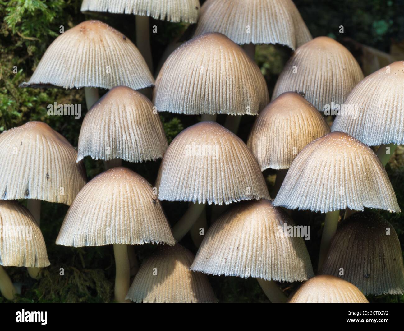 Gruppe von zarten Faltenpilzen auf lebendigem Moos – detaillierte Nahaufnahme einer großen Gruppe kleiner, heller Pilze, die dicht gepackt wachsen Stockfoto