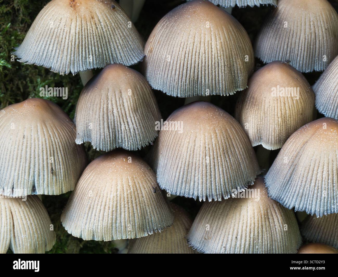 Gruppe von zarten Faltenpilzen auf lebendigem Moos – detaillierte Nahaufnahme einer großen Gruppe kleiner, heller Pilze, die dicht gepackt wachsen Stockfoto