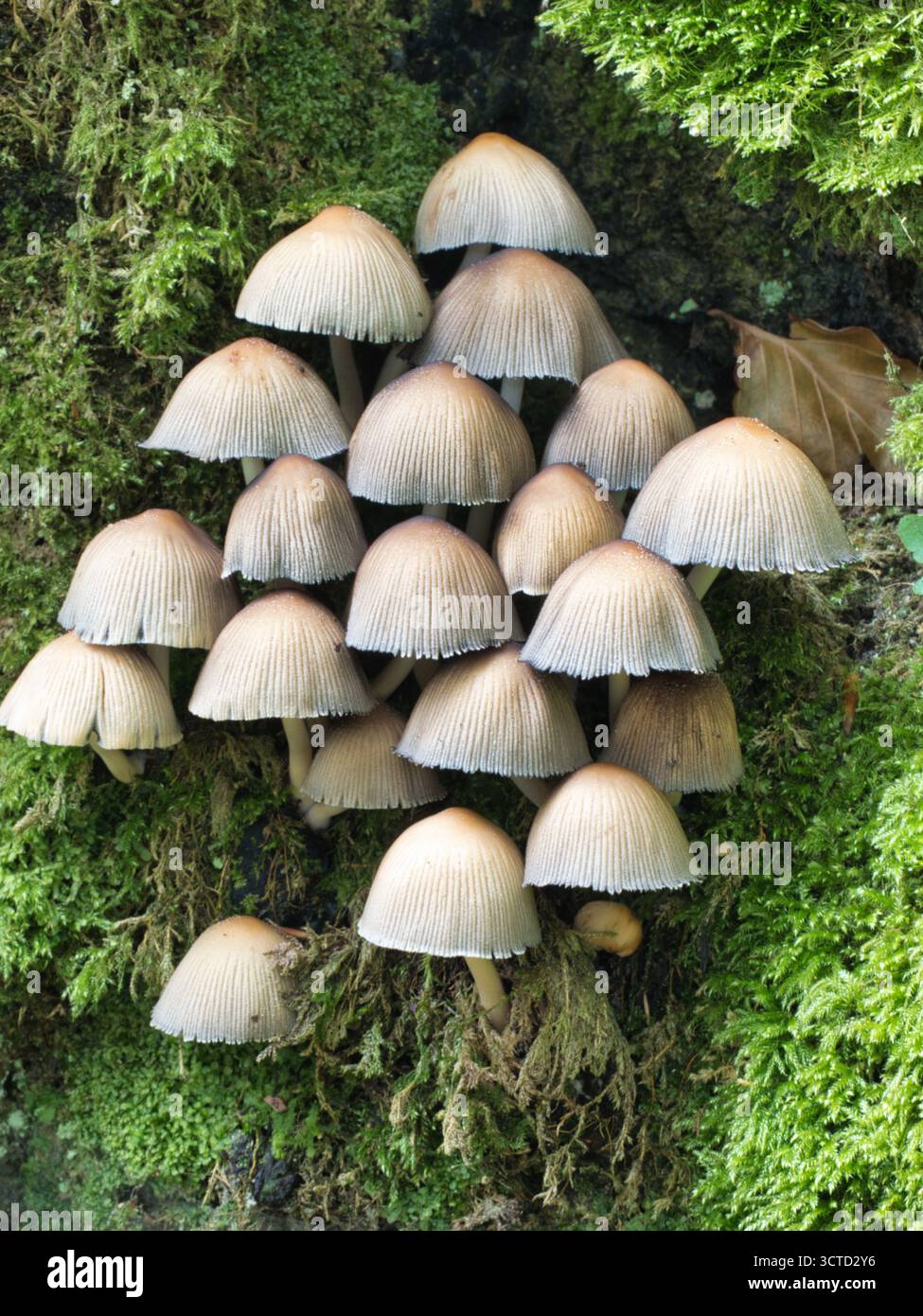 Gruppe von zarten Faltenpilzen auf lebendigem Moos – detaillierte Nahaufnahme einer großen Gruppe kleiner, heller Pilze, die dicht gepackt wachsen Stockfoto