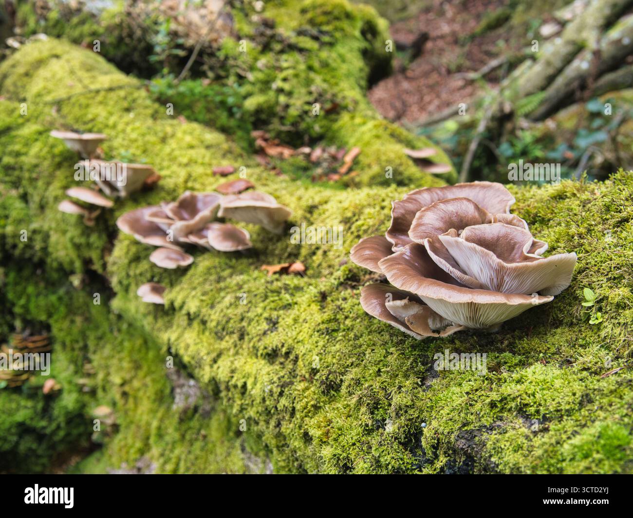 Austernpilze wachsen auf moosbedecktem Baumstamm im Wald – Nahaufnahme einer Gruppe großer, beige-brauner Austernpilze mit markanten Kiemen, die gedeihen o Stockfoto