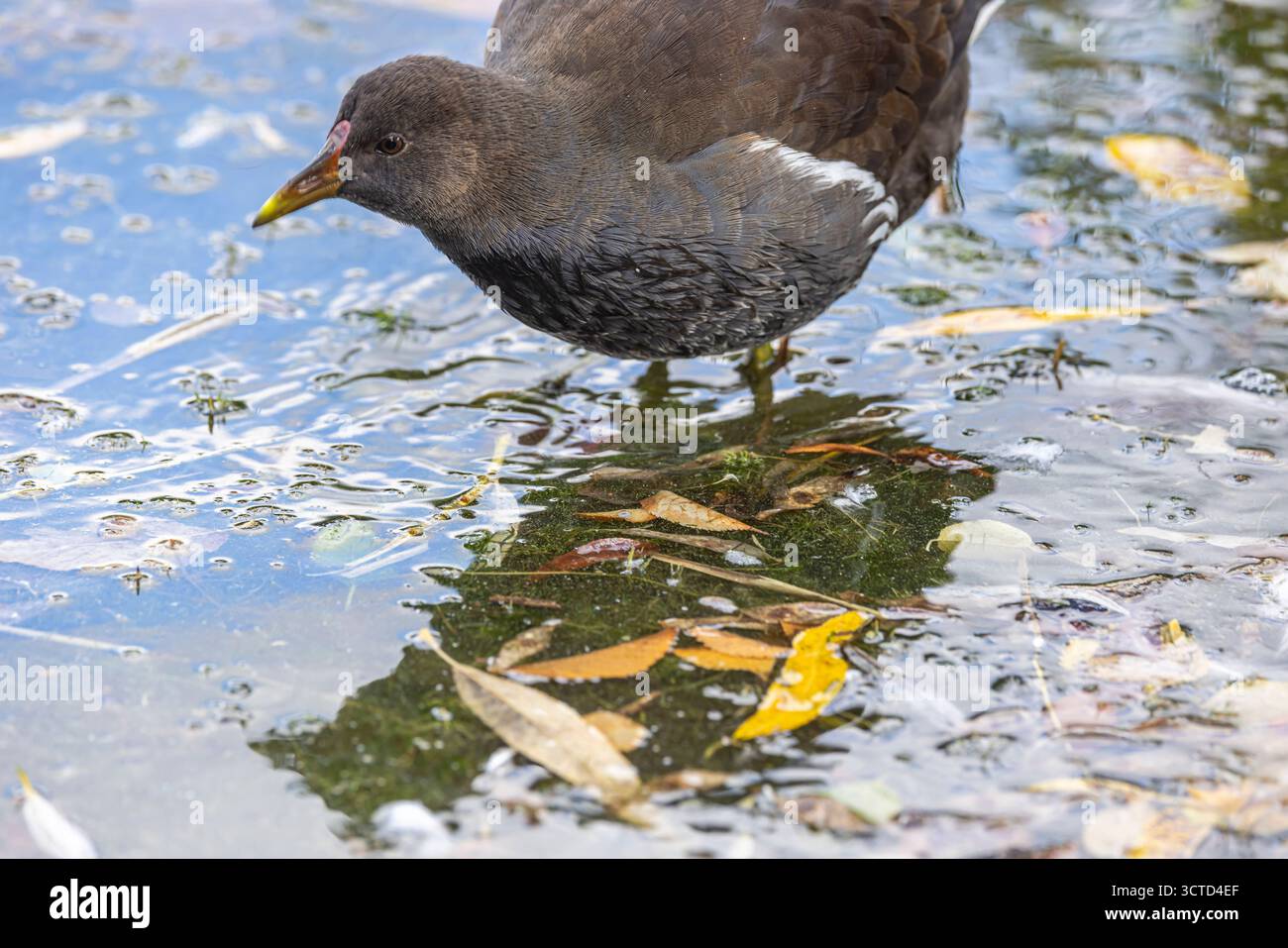 Neubaustrecke der Bahn von Wendlingen nach Ulm. Streckenabschnitt bei Kirchheim unter Teck mit ICE und Zug der Westbahn. // 02.10.2025. Kirchheim unter Teck, Baden-Württemberg, Deutschland *** Neubaustrecke von Wendlingen nach Ulm bei Kirchheim unter Teck mit ICE- und Westbahnzug 02 10 2025 Kirchheim unter Teck, Baden-Württemberg Stockfoto