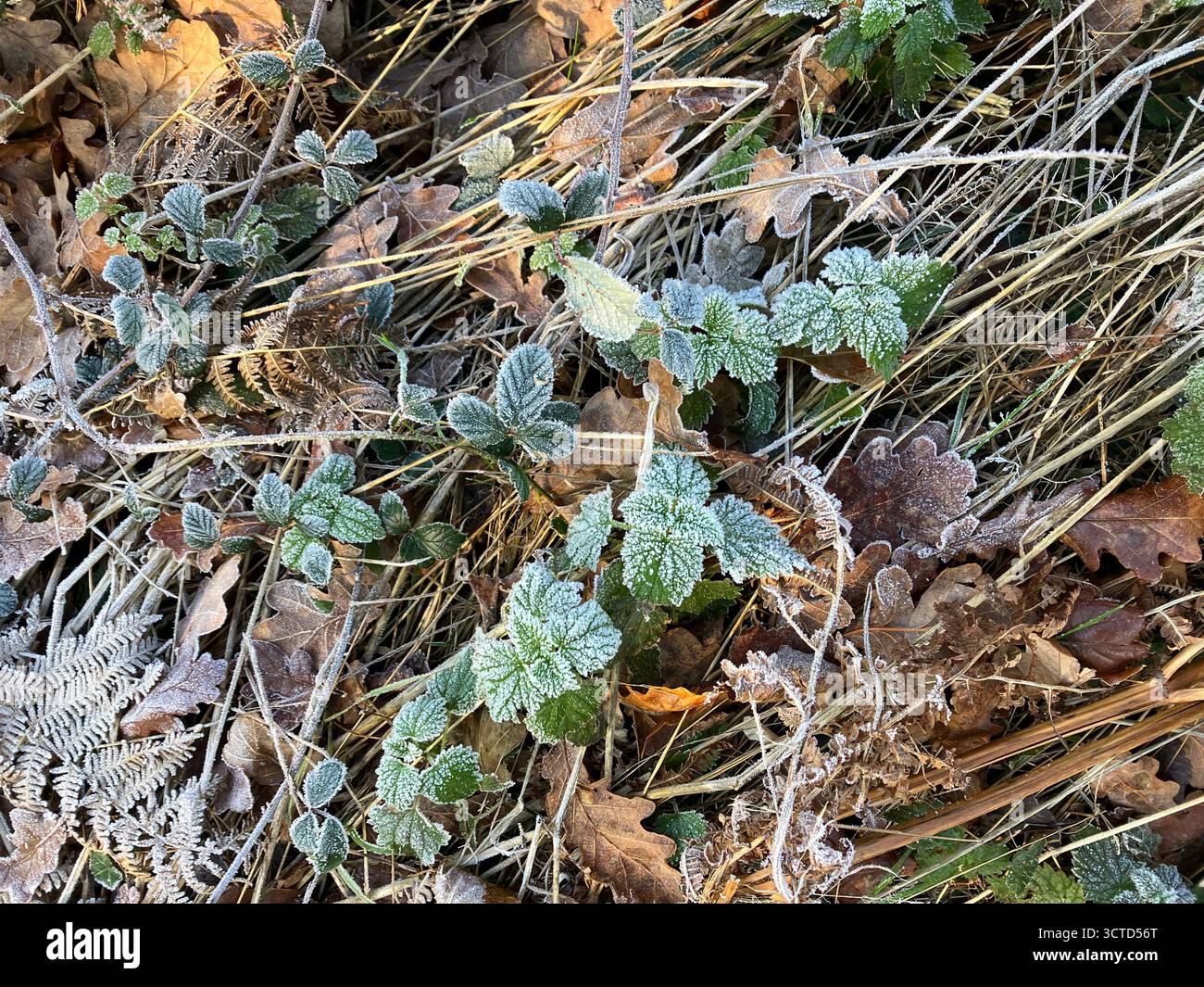 Frost auf Herbstblättern und Bracken auf dem Boden im Herbst, von oben Stockfoto