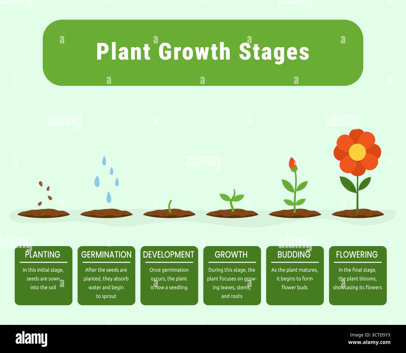Vektor-Infografik für Pflanzenwachstumsstadien. Minimalistische pädagogische Infografik, die sechs wesentliche Phasen der Pflanzenentwicklung veranschaulicht: Pflanzen, Germinati Stock Vektor