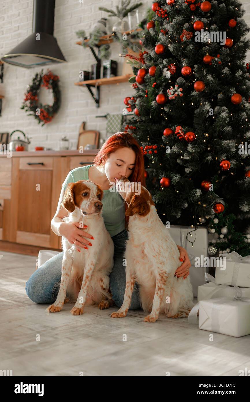 Frau umarmt zwei Bretagne Spaniels in der Nähe des Weihnachtsbaums, warme festliche Atmosphäre. Stockfoto