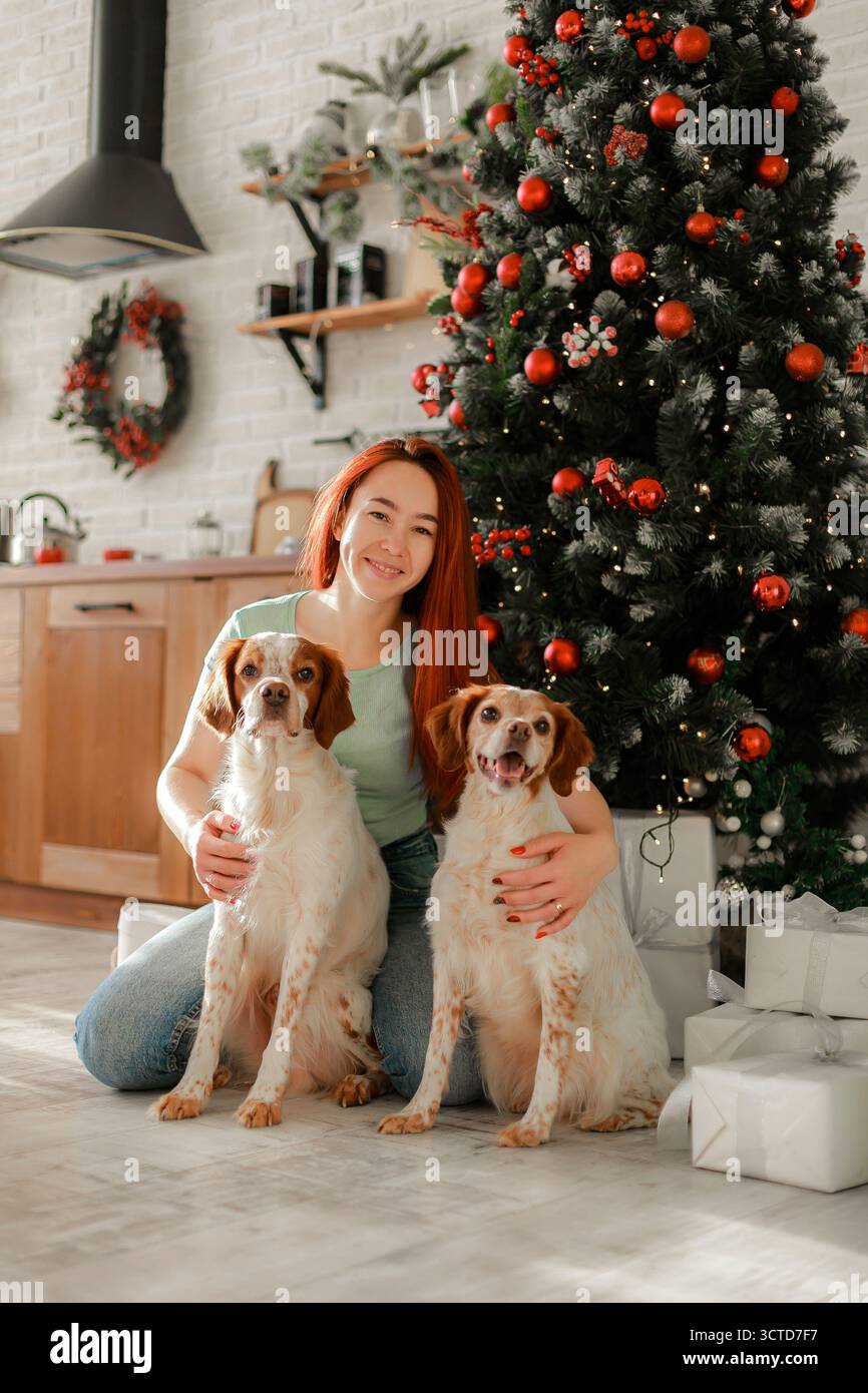 Lächelnde Frau, die mit zwei Bretagne Spaniels in der Nähe eines geschmückten Weihnachtsbaumes sitzt. Stockfoto