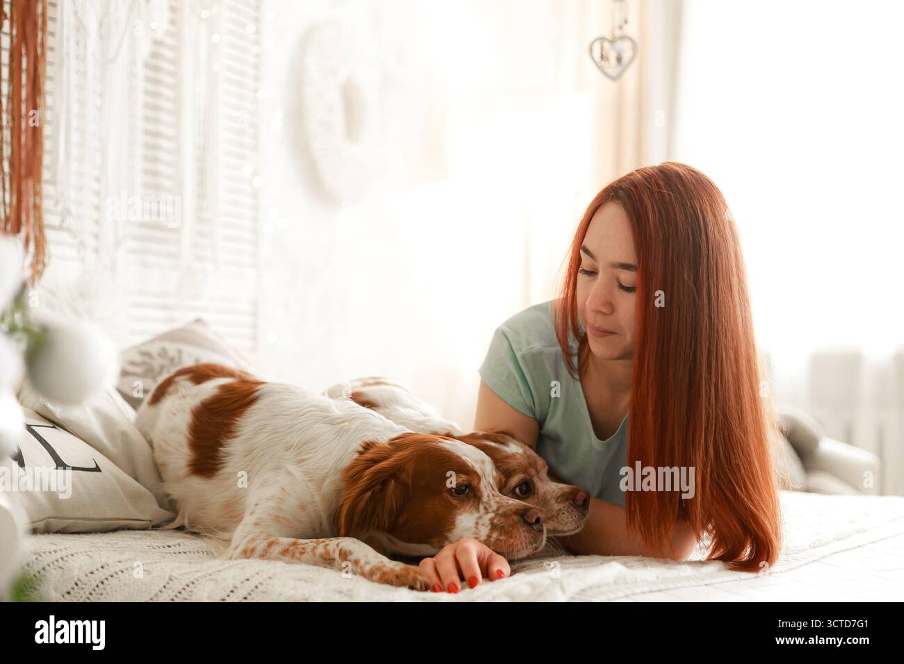 Frau, die neben zwei Spaniels auf dem Bett unter warmem Tageslicht in festlich dekoriertem Raum liegt. Stockfoto