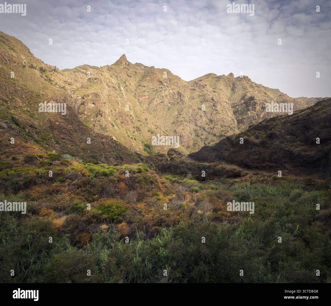 Entdecken Sie die zerklüftete Landschaft der Afur-Schlucht in den Bergen von Anaga, während die Natur in Teneriffas fesselnder Wildnis gedeiht. Stockfoto
