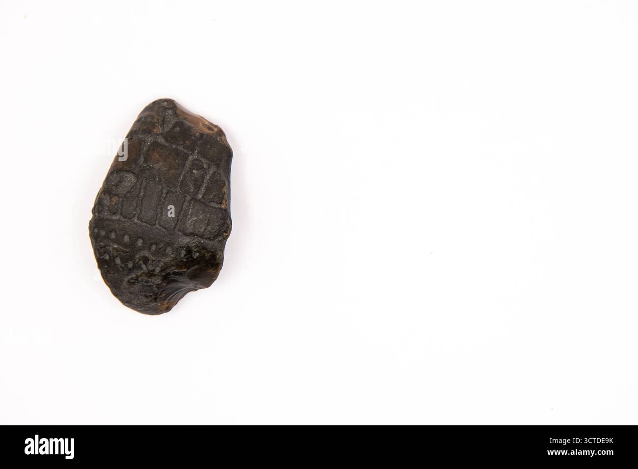 Weitere Ansicht eines in Feuerstein erhaltenen Stachelhäuterfossils mit natürlichen Oberflächenmustern und geologischer Textur. Stockfoto