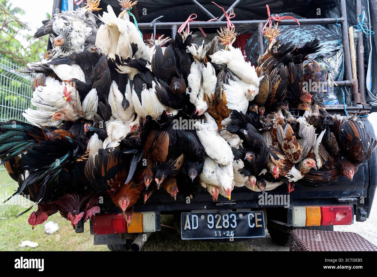 Truck, der lebendes Hühnchen auf den Kopf gestellt und an den Füßen gefesselt zum Verkauf bringt, Insel Sumba, Indonesien Stockfoto