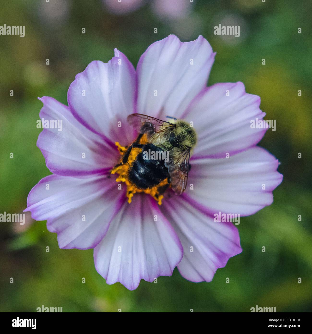Hummel sitzen auf eine rosa Blume Stockfoto