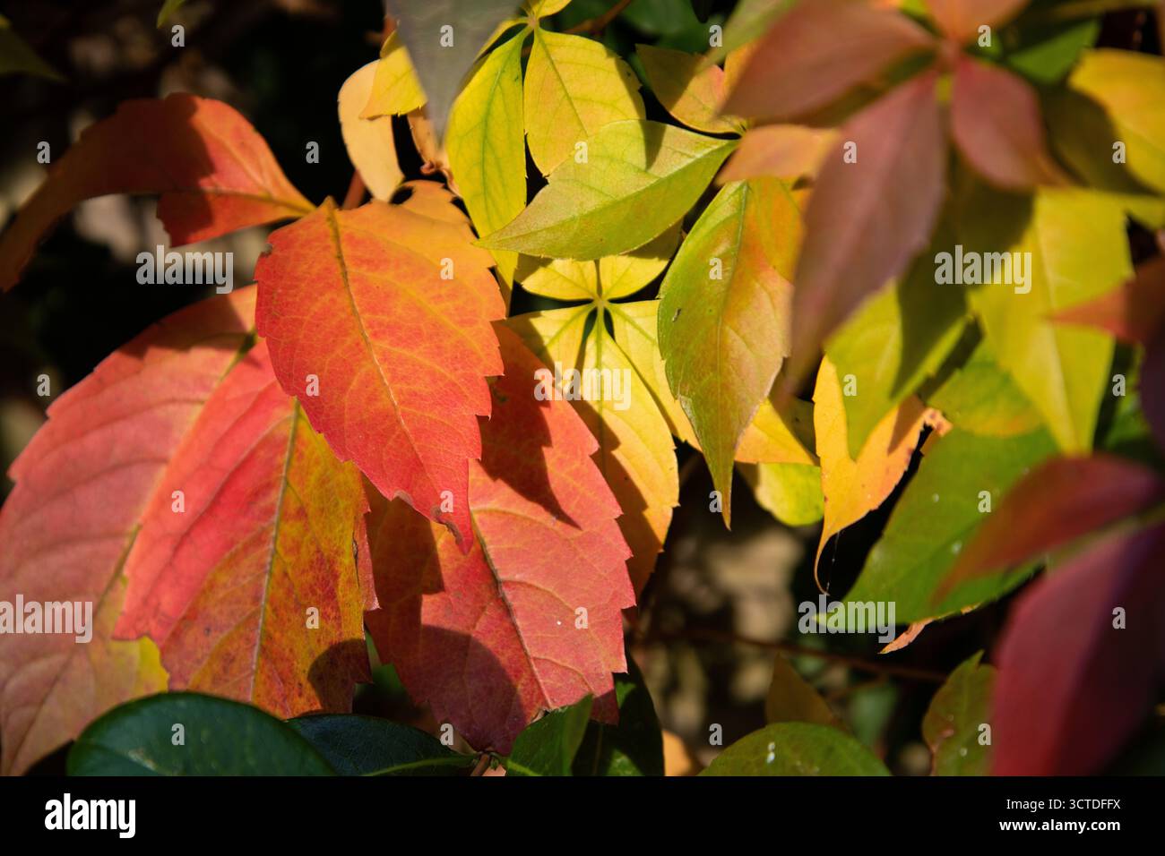 Nahaufnahme farbenfroher Herbstblätter im Sonnenlicht mit roten, gelben und grünen Laubtönen. Stockfoto