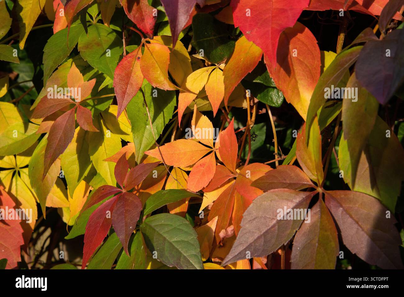 Nahaufnahme farbenfroher Herbstblätter im Sonnenlicht mit roten, gelben und grünen Laubtönen. Stockfoto