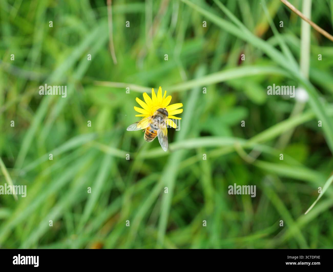 Drohnenfliege auf gelber Wiese versalzende Blüte. Detaillierte Naturfotografie. Nahaufnahme. Kopierraum. Stockfoto