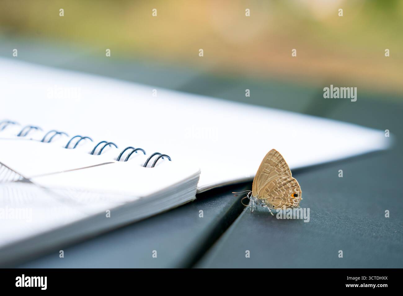 Ein ruhiger Moment der ruhigen Reflexion, während ein zarter Schmetterling sanft auf einem offenen Notizbuch ruht und Inspiration und friedliche Stille weckt. Stockfoto