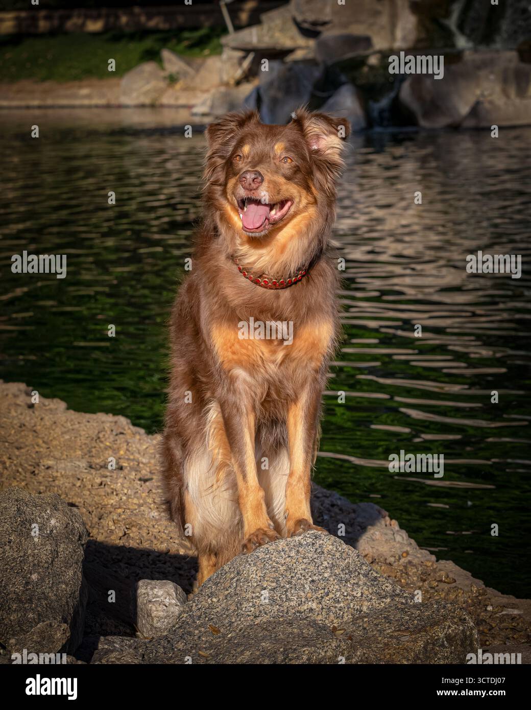 Brauner und brauner australischer Hund, der ein Außenporträt an einem Teich macht Stockfoto