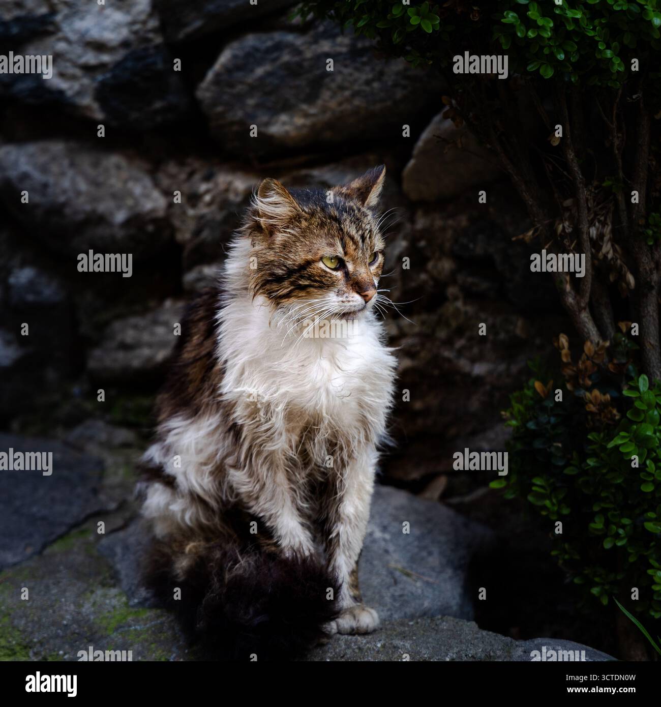 Straßenkatze sitzt auf einer Steinoberfläche in natürlichem Licht, Bursa, Türkei. Stockfoto