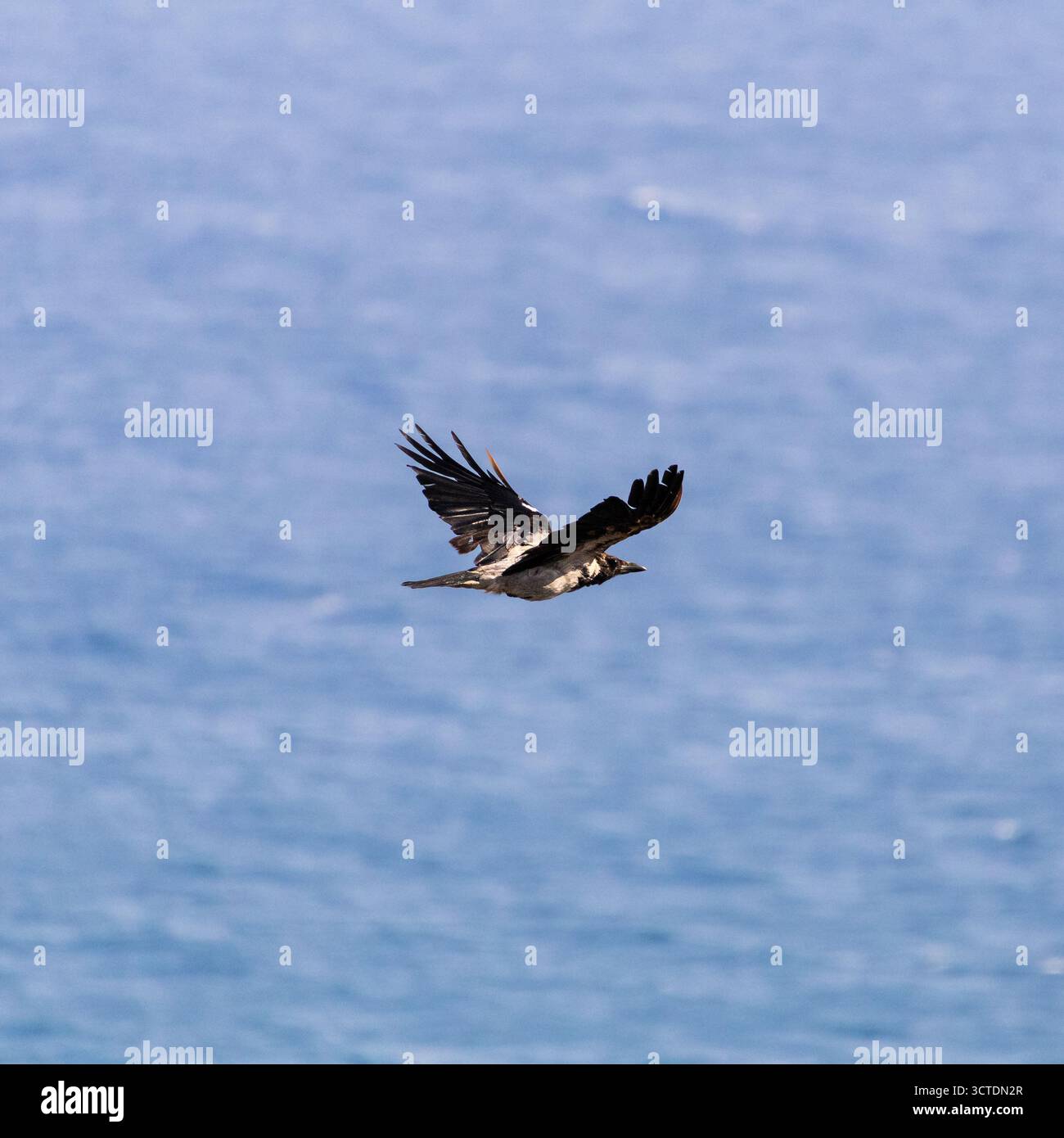 Ein einsamer Krähenvogel mit Kapuze gleitet über ein ruhiges blaues Meer, die Flügel werden in anmutigem Flug ausgebreitet. Fängt Freiheit, Tierwelt und die Schönheit des Ozeanhimmels für n ein Stockfoto