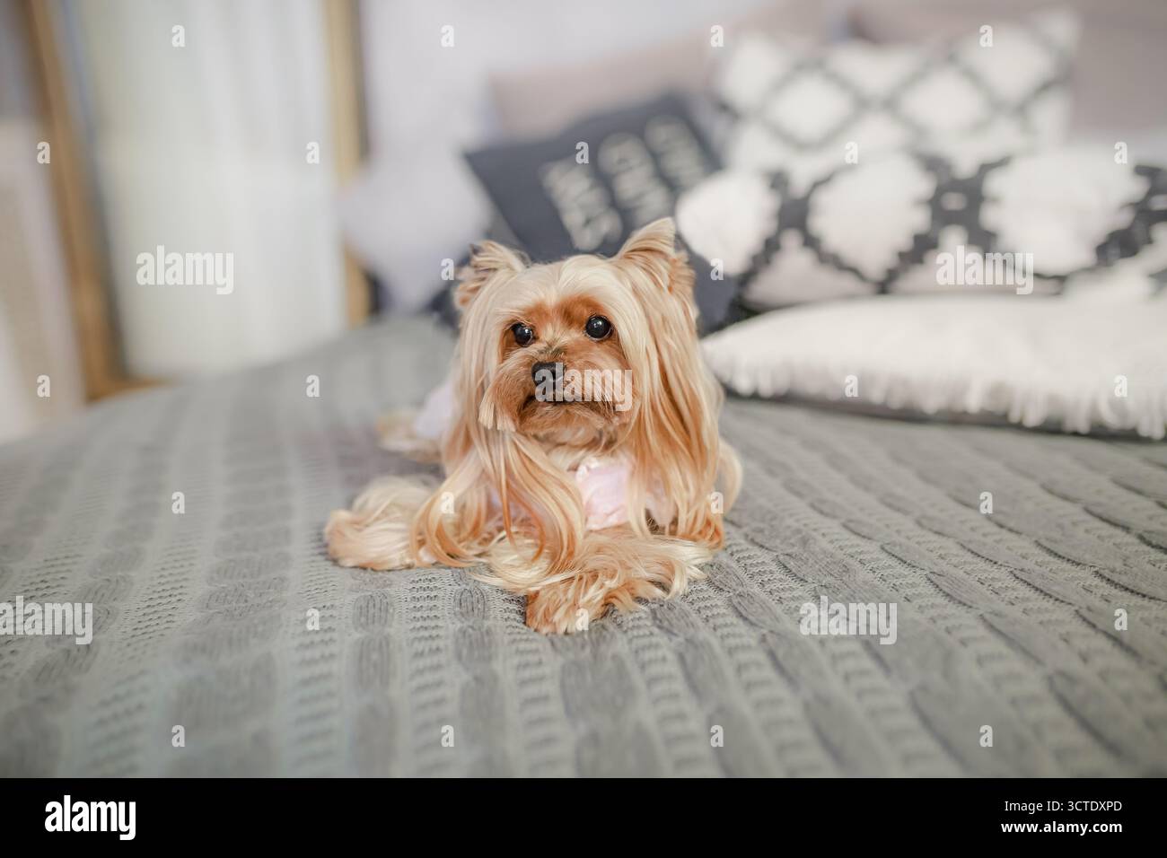 Yorkshire Terrier mit seidenem Fell in rosa Outfit, anmutig auf grauer Strickdecke drinnen. Stockfoto