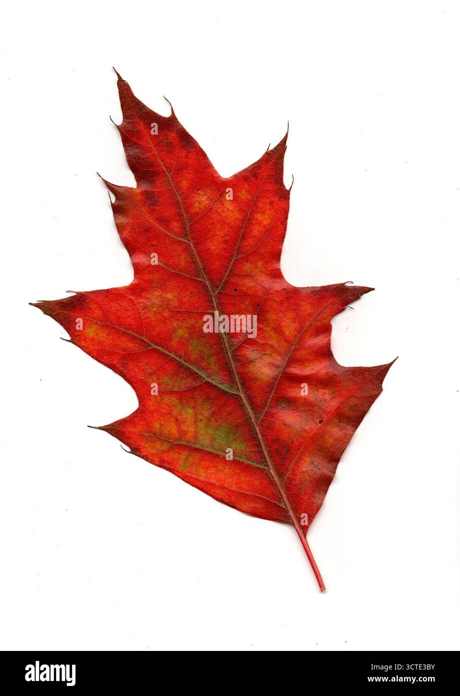 Ein amerikanisches Eichenblatt in Herbstfarben isoliert auf weißem Hintergrund. Stockfoto