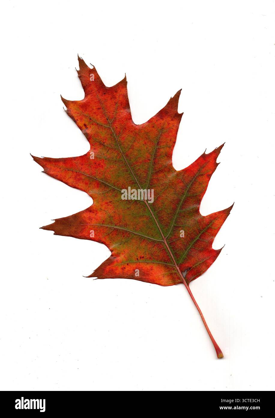 Ein amerikanisches Eichenblatt in Herbstfarben isoliert auf weißem Hintergrund. Stockfoto