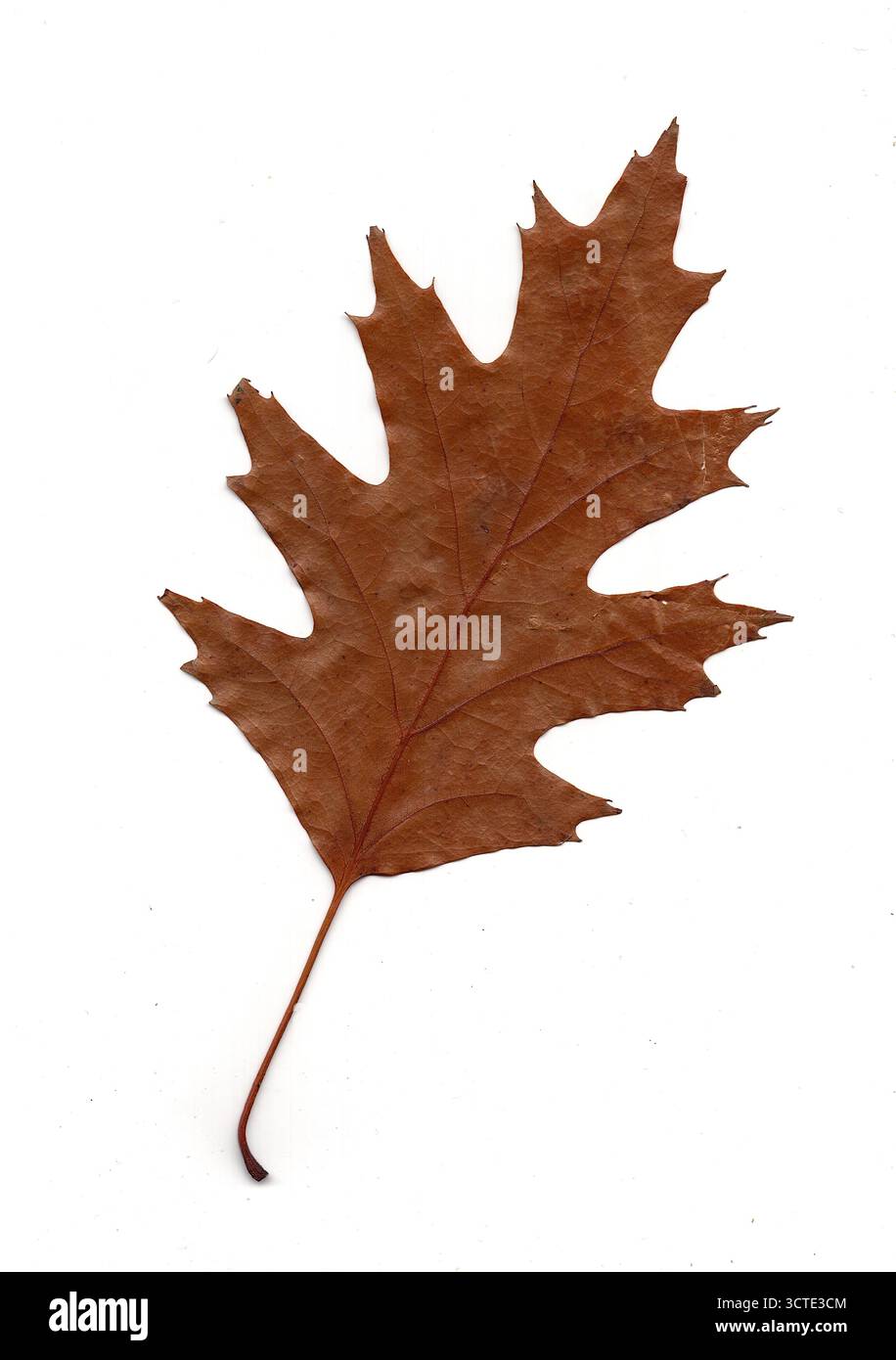 Ein amerikanisches Eichenblatt in Herbstfarben isoliert auf weißem Hintergrund. Stockfoto