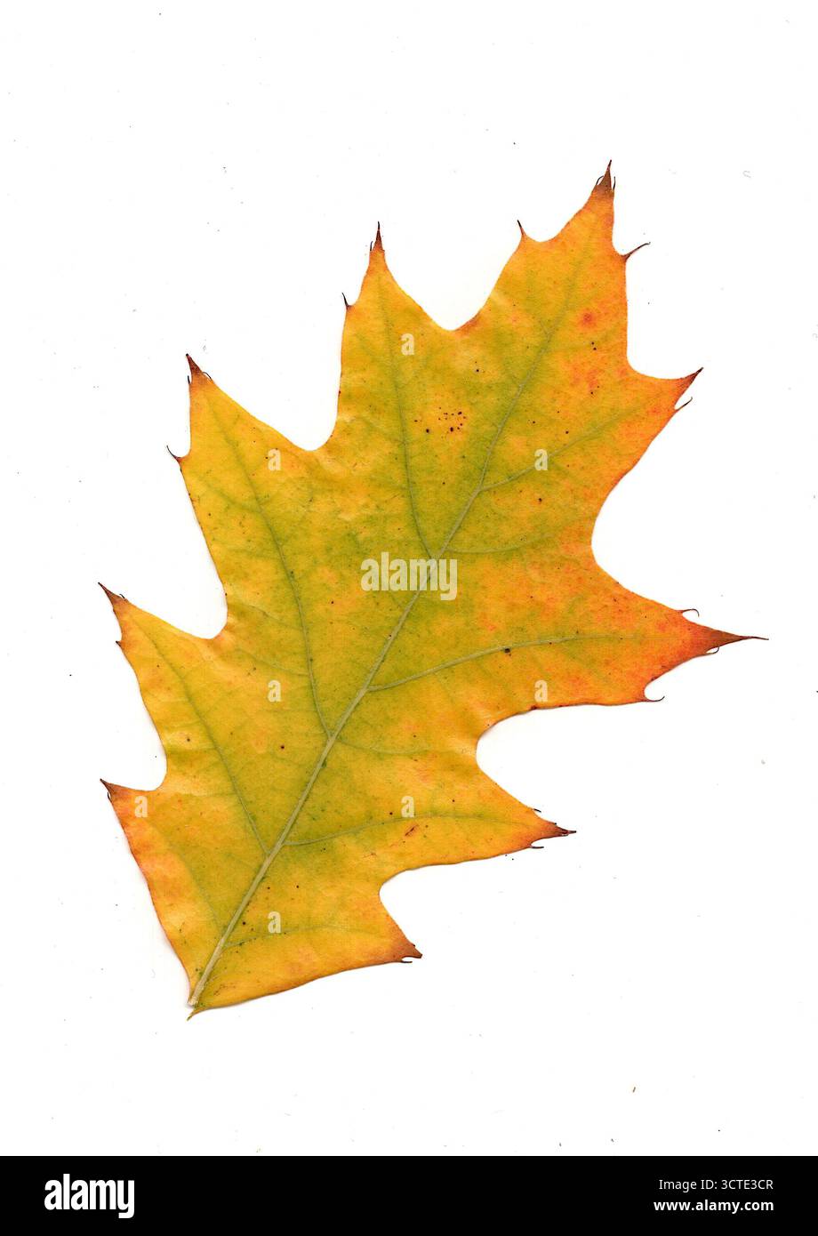 Ein amerikanisches Eichenblatt in Herbstfarben isoliert auf weißem Hintergrund. Stockfoto