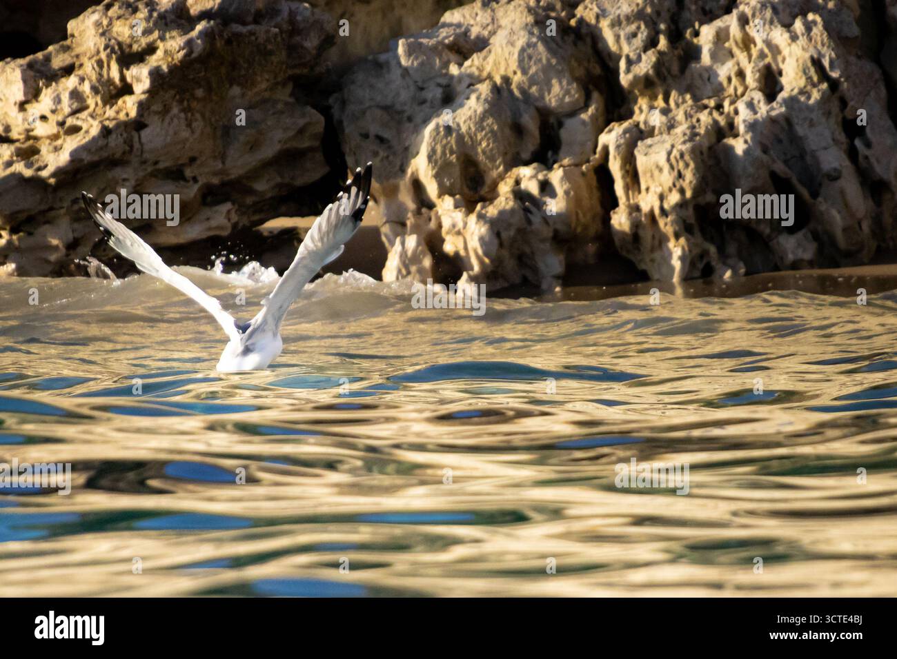 Eine weiße Möwe hebt sich vom schimmernden Ozean in der Nähe zerklüfteter Felsen entlang der Küste ab und fängt einen Moment der Natur und Freiheit am Meer unter warmen Bedingungen ein Stockfoto